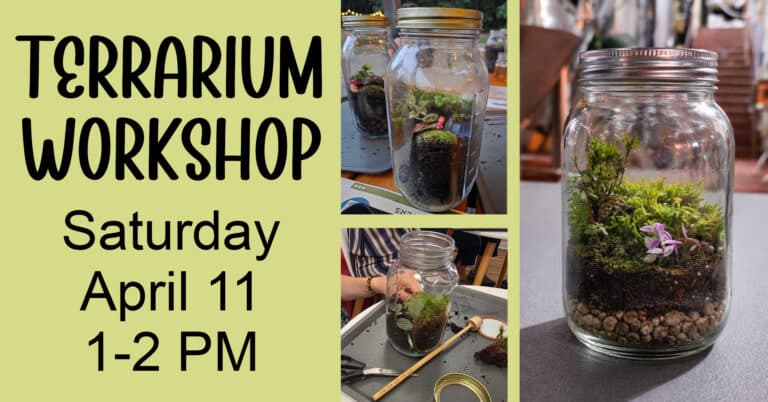 Terrarium Workshop