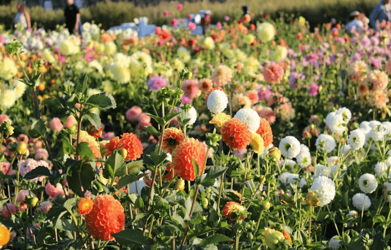 Petals and Pasta @ Sunset View Farm